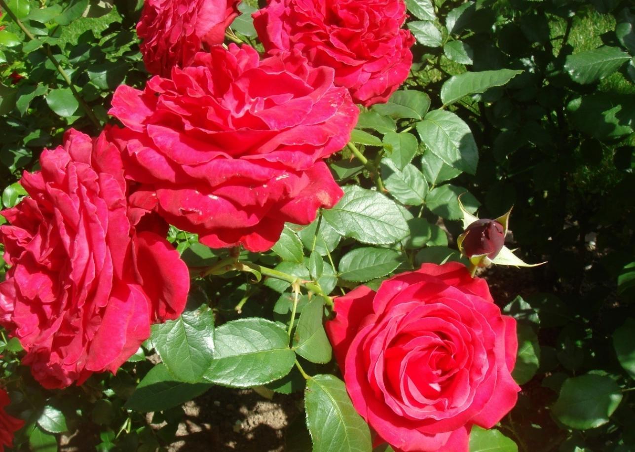 Роза Алекс Ред 2