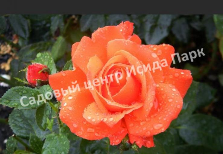 Роза Александер 3