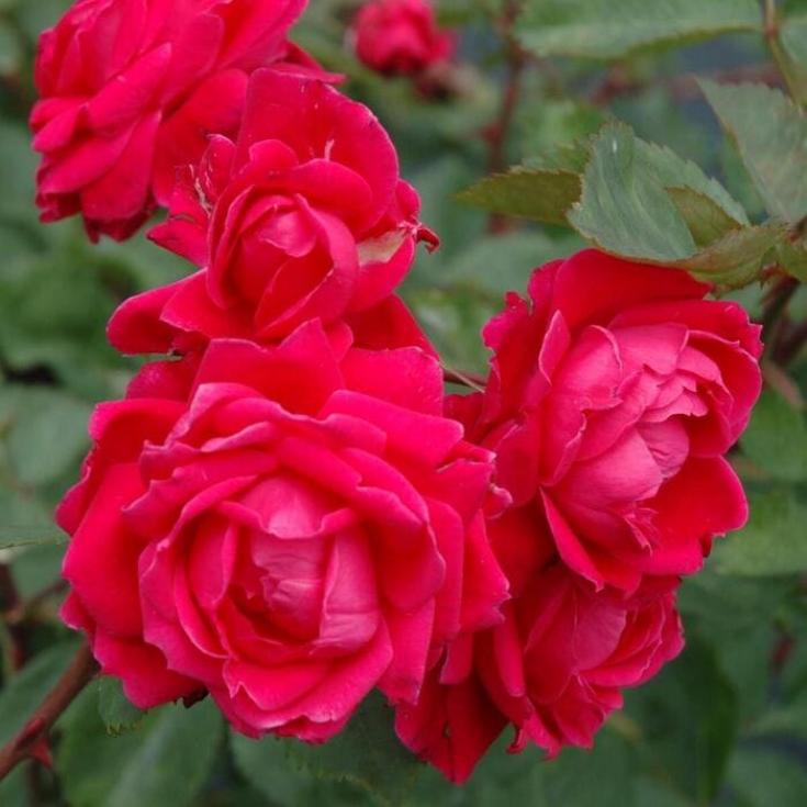 Роза Александр 4
