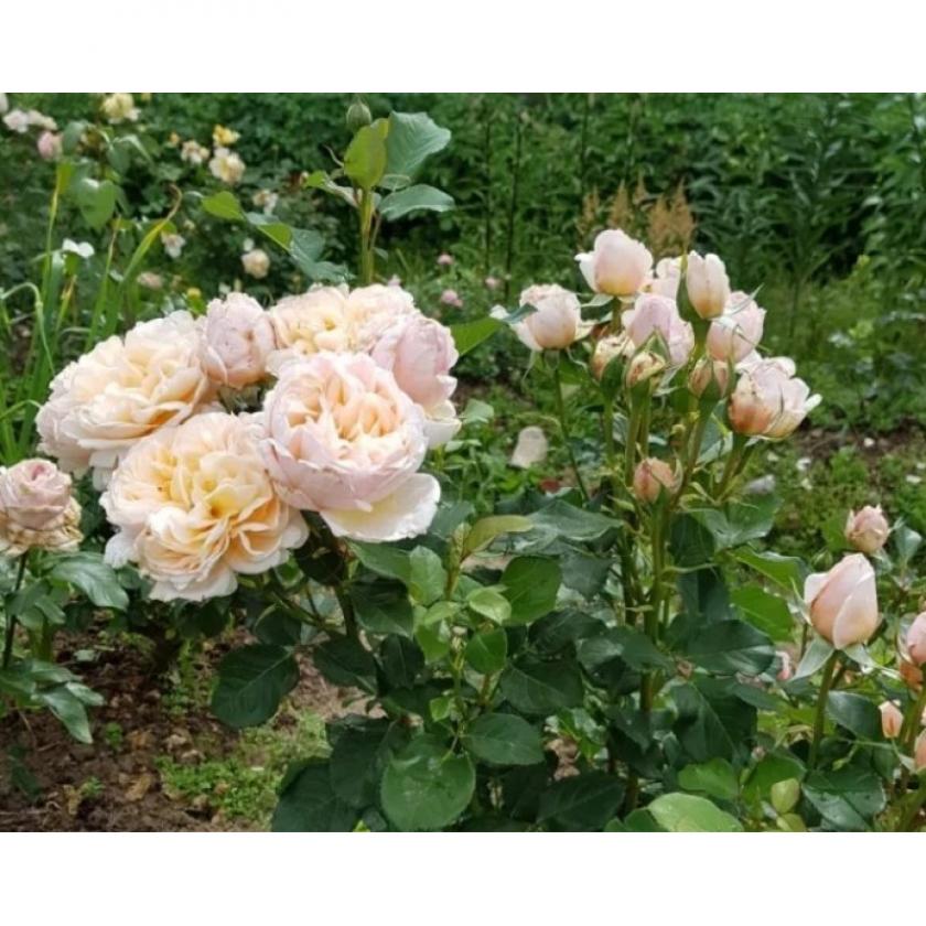 Роза Александрин 5