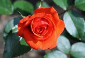 Роза Алла