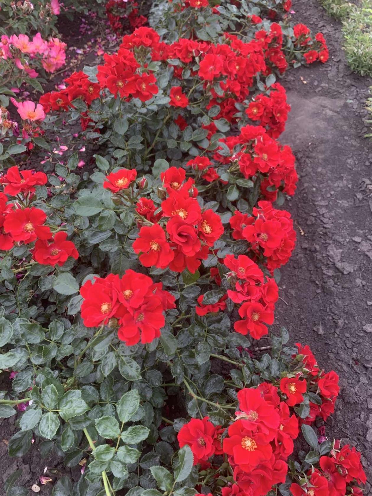 Роза Альпенглюхен 5