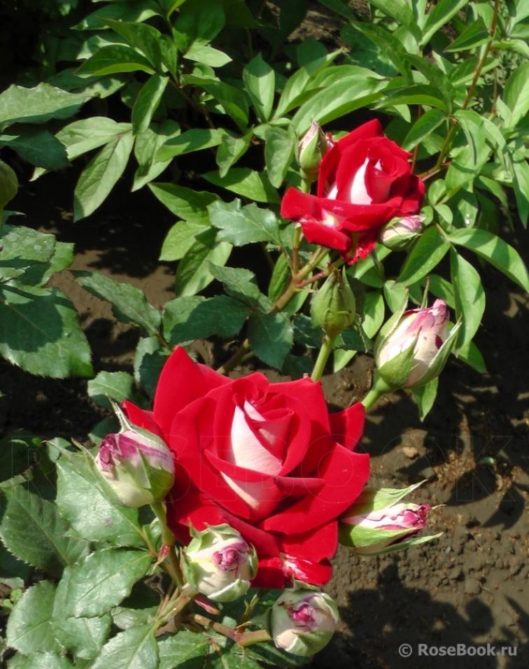 Роза Альянс 3