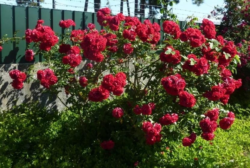 Роза Амадеус 6