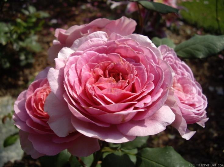 Роза Амандин Шанель 4