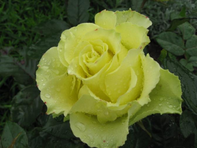 Роза Амандина 2