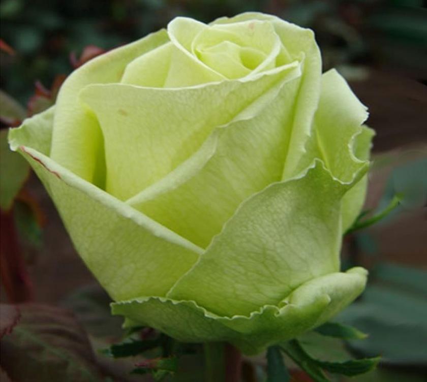 Роза Амандина 4