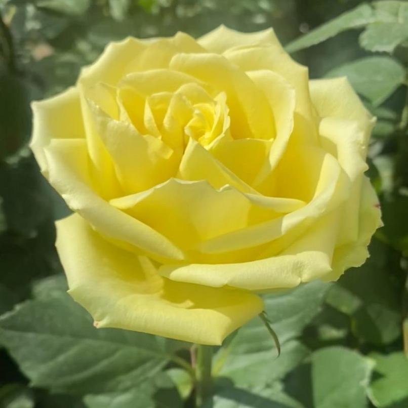 Роза Амандина 5
