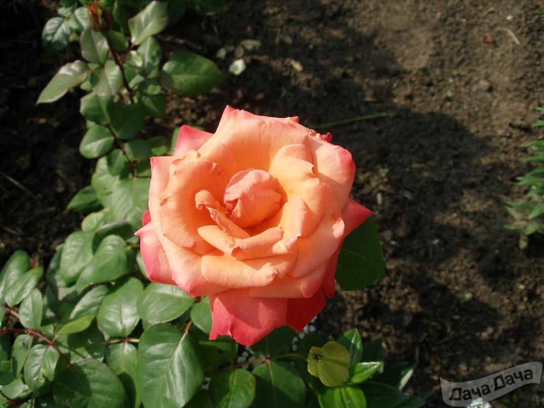 Роза Амбассадор 5
