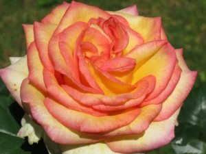 Роза Амбианс