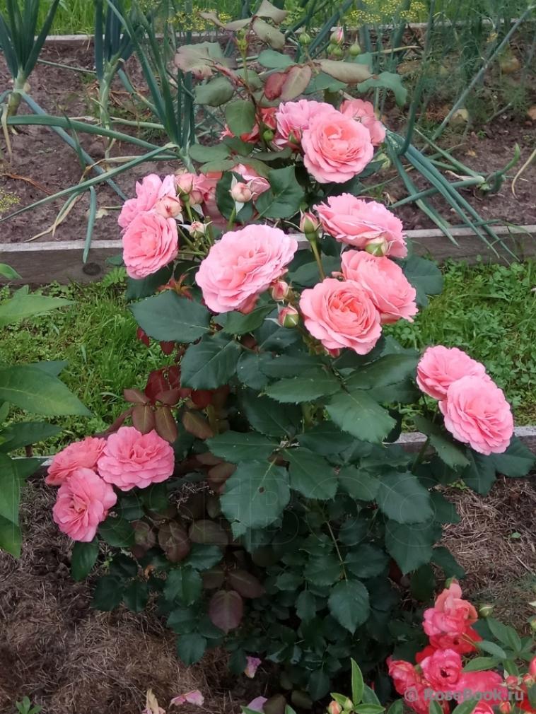 Роза Амелия Ренессанс 5