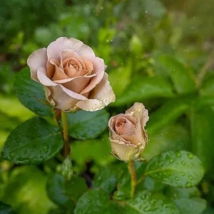 Роза Амнезия