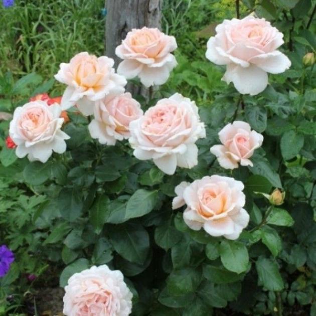 Роза Андре ле Нотр