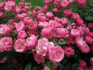 Роза Ангела (Анжела)