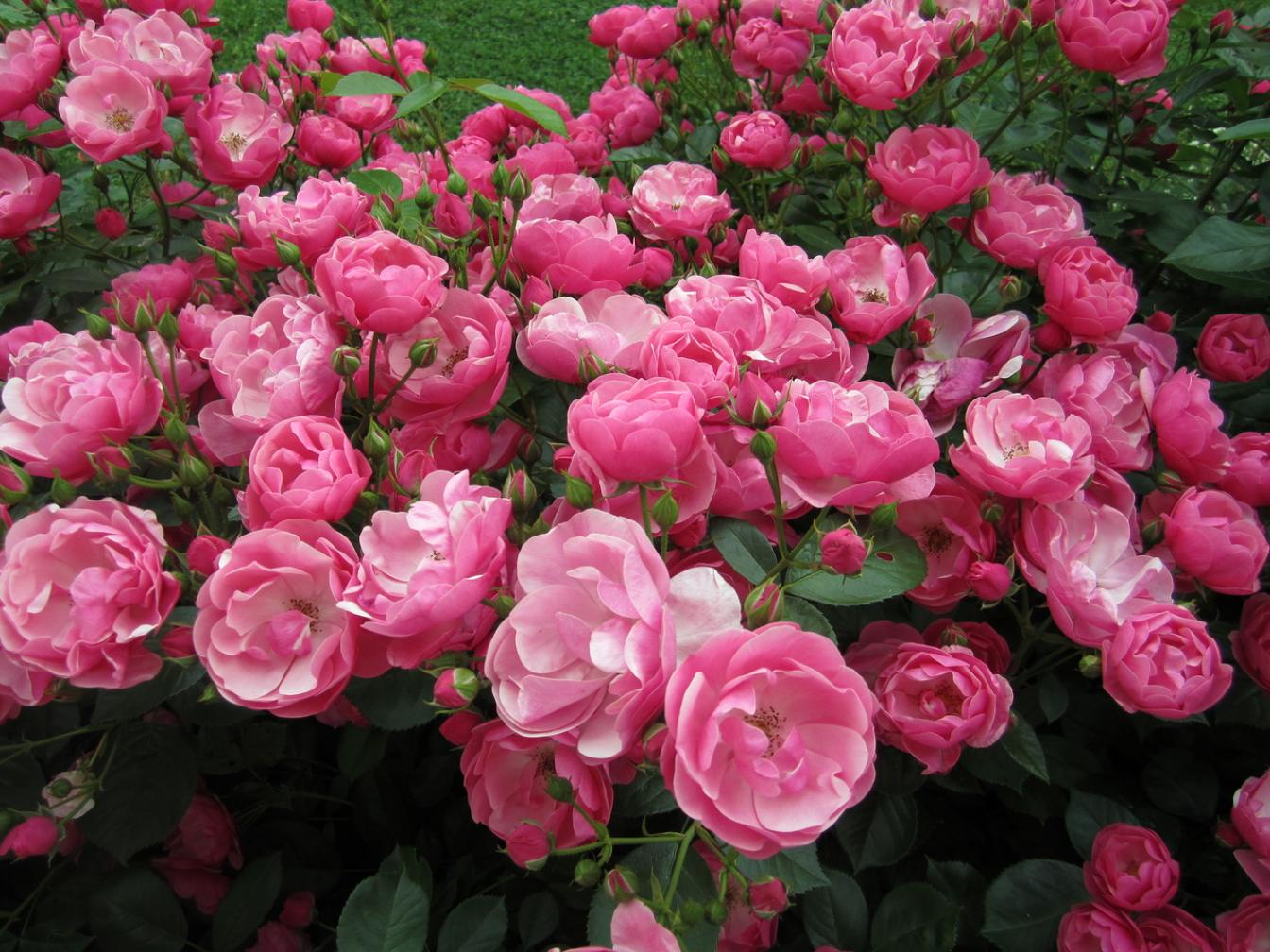 Роза Ангела (Анжела)