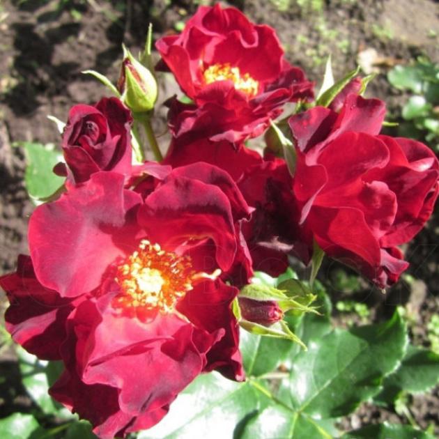 Роза Анна Меж 4
