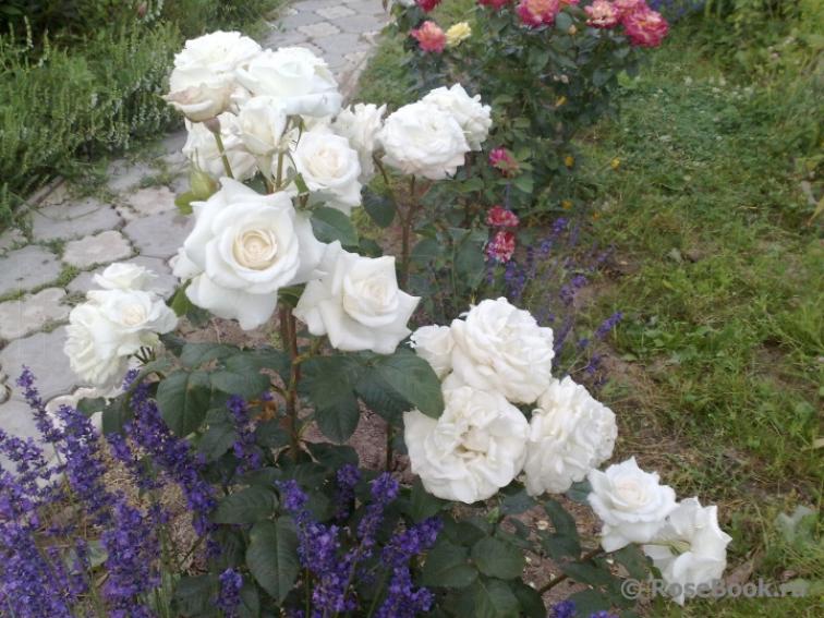 Роза Аннапурна 5