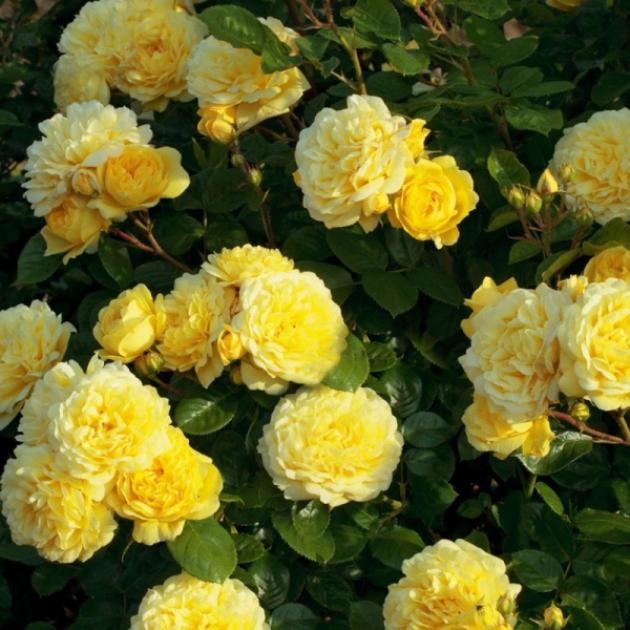 Роза Анни Дюпрей 2