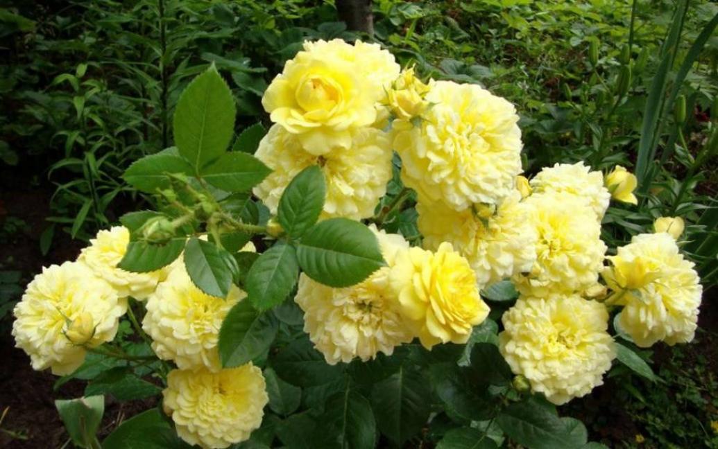 Роза Анни Дюпрей 3
