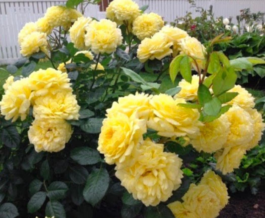 Роза Анни Дюпрей 4