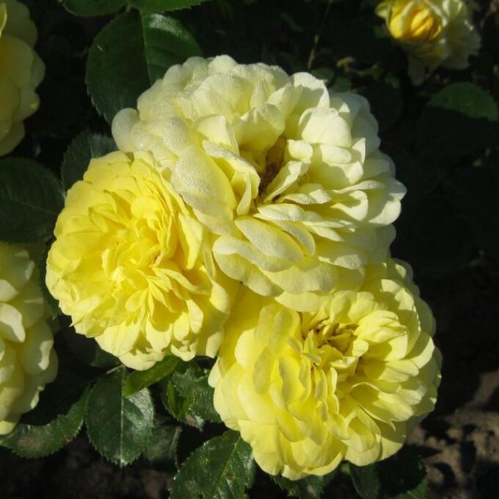 Роза Анни Дюпрей 5