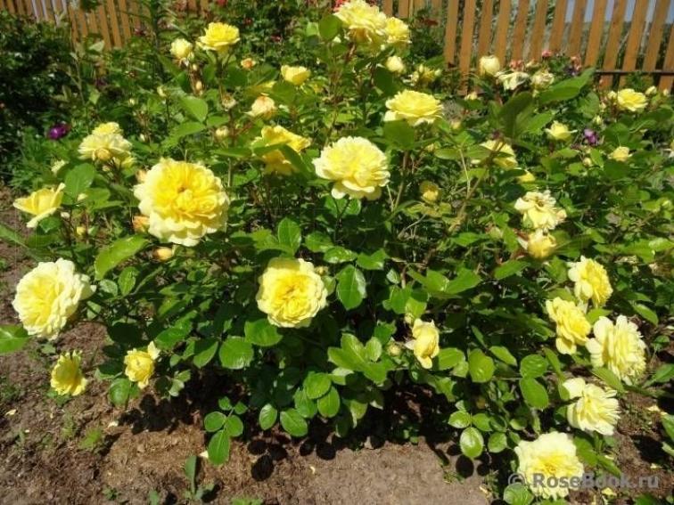 Роза Анни Дюпрей 6