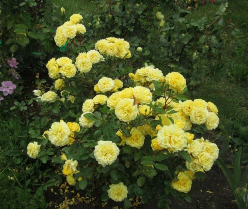 Роза Анни Дюпрей