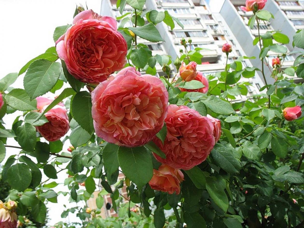 Роза Анри Дельбар 5