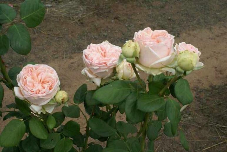 Роза Антико Аморе 5