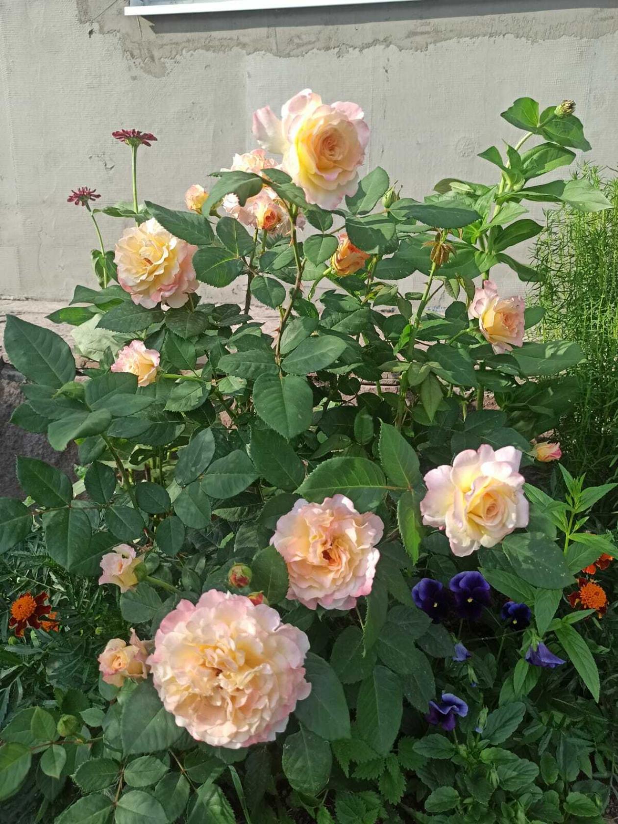 Роза Аппалачи 2