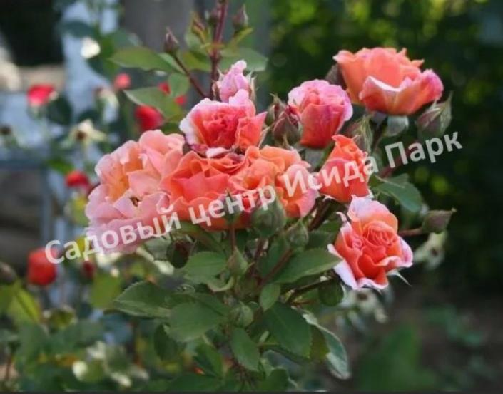 Роза Арабия (Arabia) 4