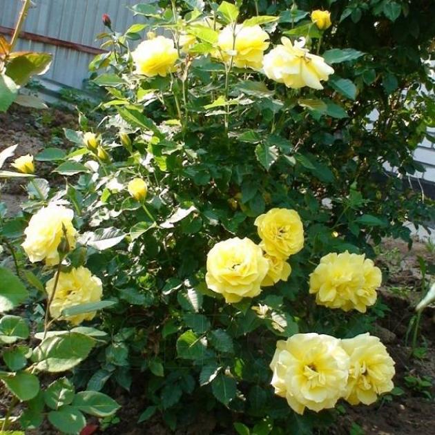 Роза Артур Белл 6