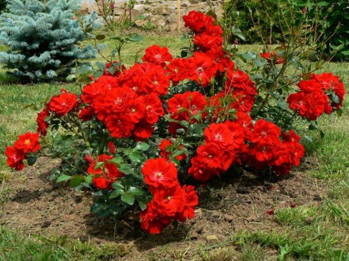 Роза Аустриана 3