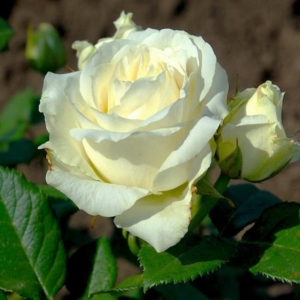 Роза Аваланж