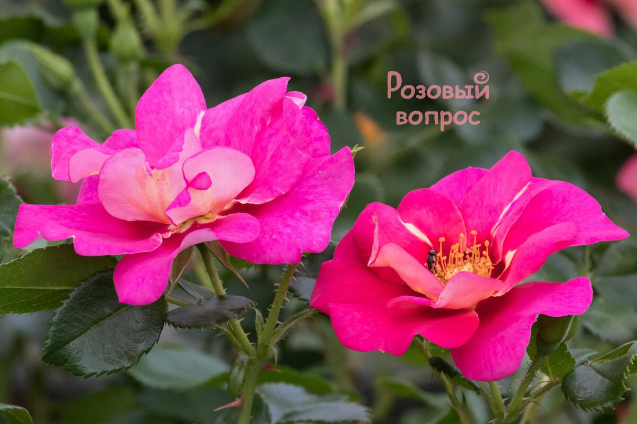 Роза Ай ту Ай 7