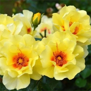 Роза Айконик