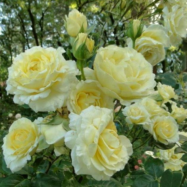 Роза Айриш мист 3