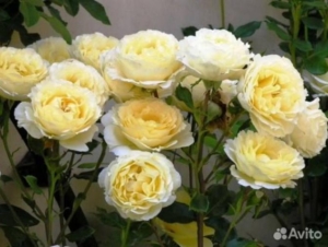 Роза Айриш мист