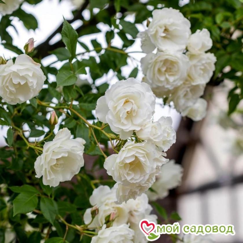 Роза Айсберг 6