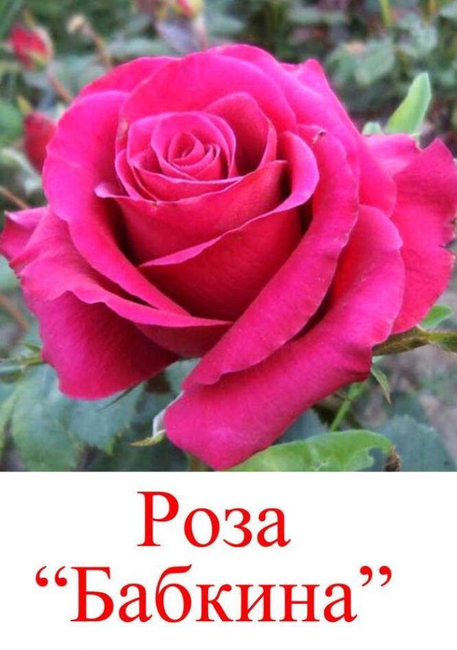 Роза Бабкина 3