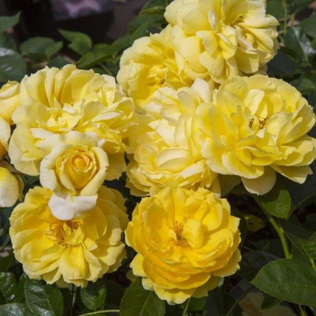Роза Багама 2