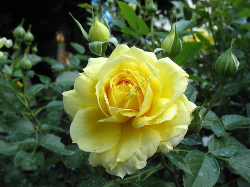 Роза Багама 5