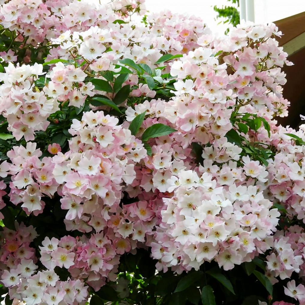 Роза Балерина 6