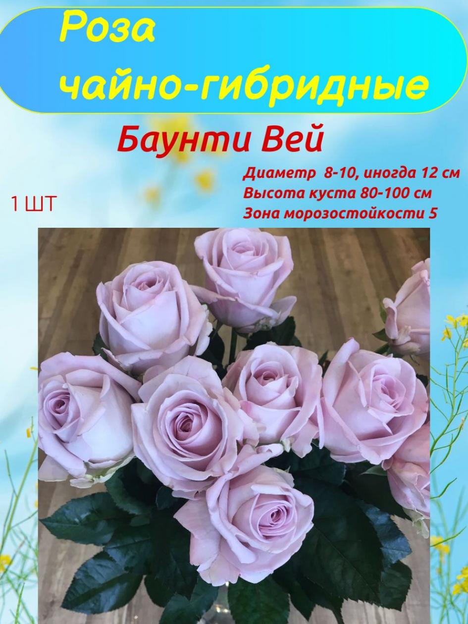 Роза Баунти Вей 2