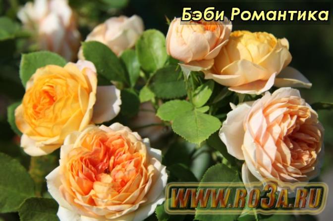 Роза Бэби Романтика 5