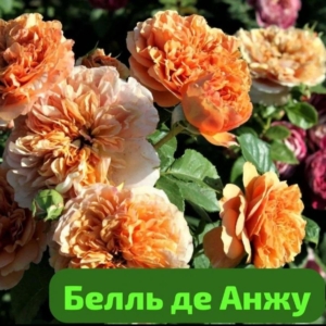 Роза Бель Де Анжу