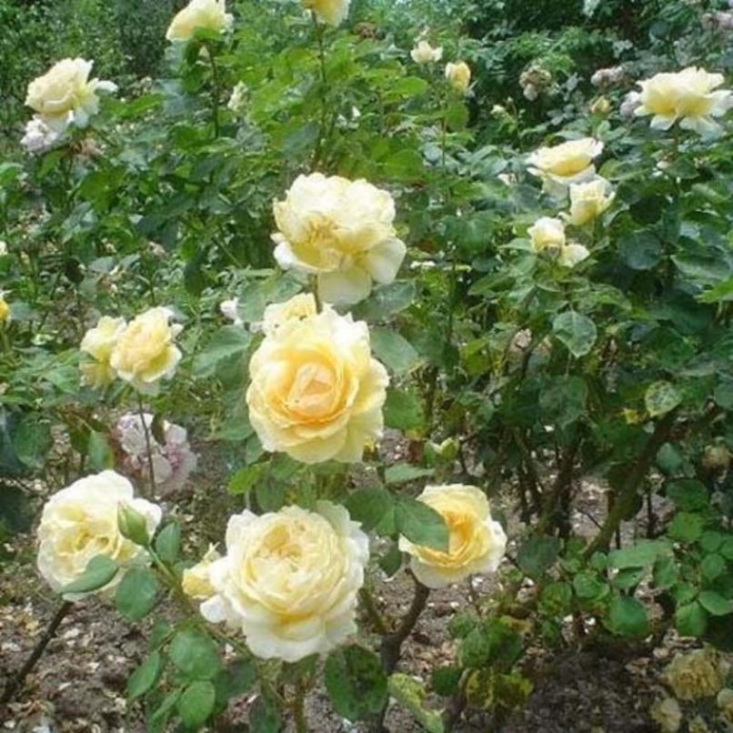 Роза Белла Ди Тоди 3