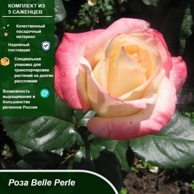 Роза Белла Перла 5
