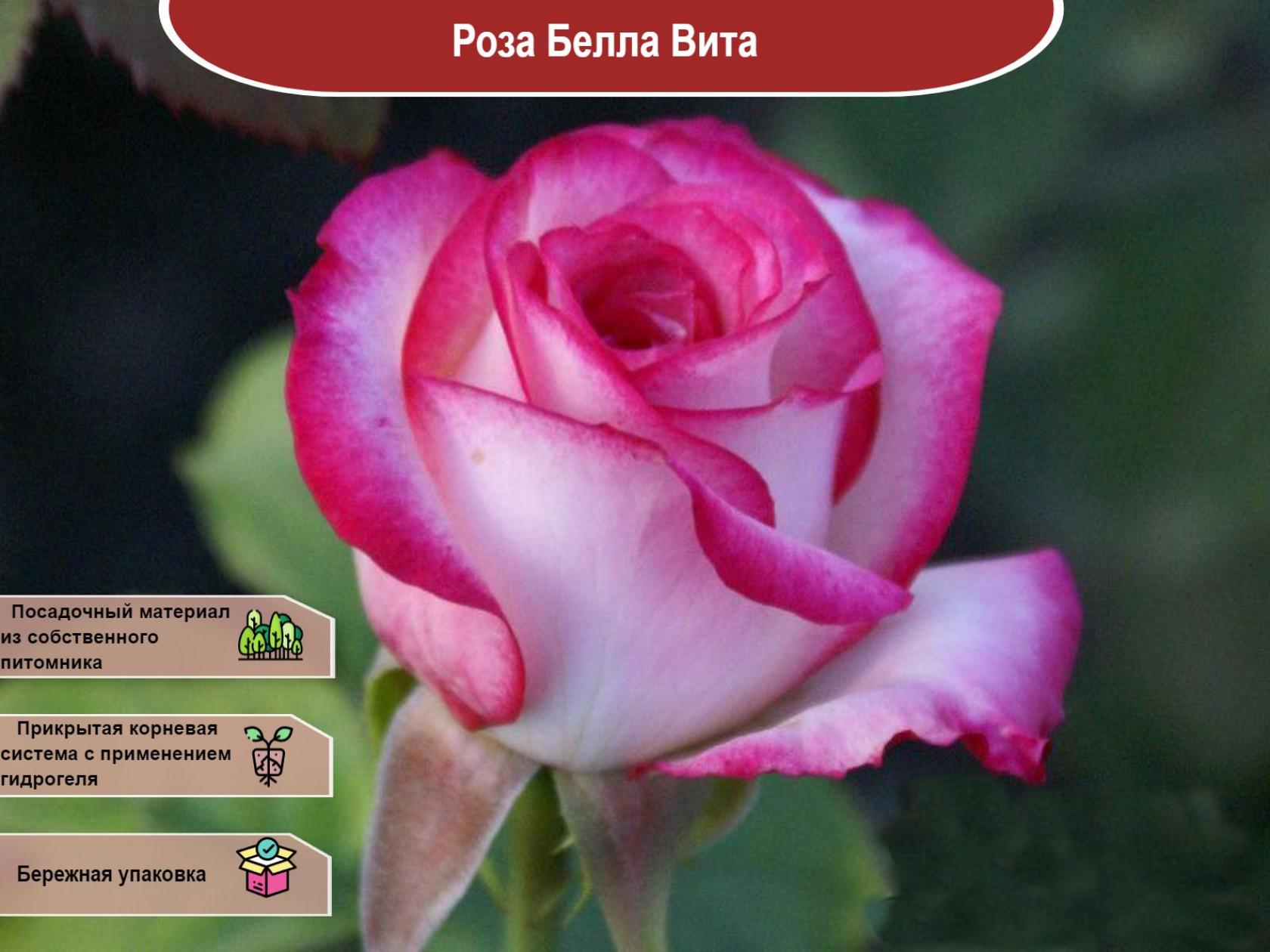 Роза Белла Вита 3