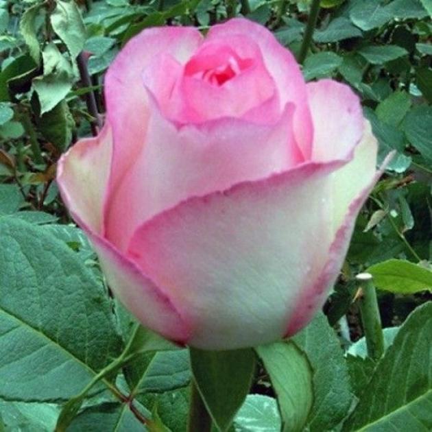 Роза Белла Вита 5